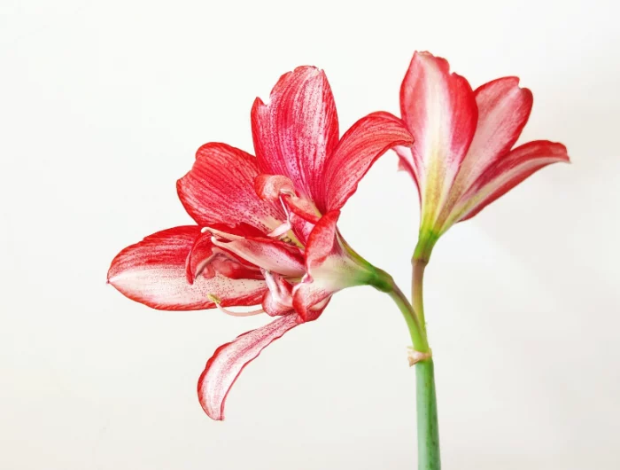 amaryllis gießen was ist zu beachten rote blume