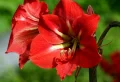 Amaryllis gießen: So gießen Sie Ihren Rittersporn richtig, um eine prächtige Blüte zu erhalten