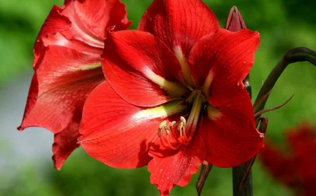 amaryllis gießen wie geht es richtig pflanze miz rote blueten