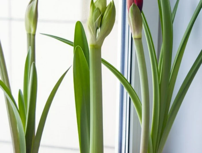 amaryllis gießen wie geht es richtig tipps