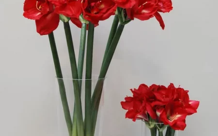 amaryllis in der vase laenger haltbar machen tipps