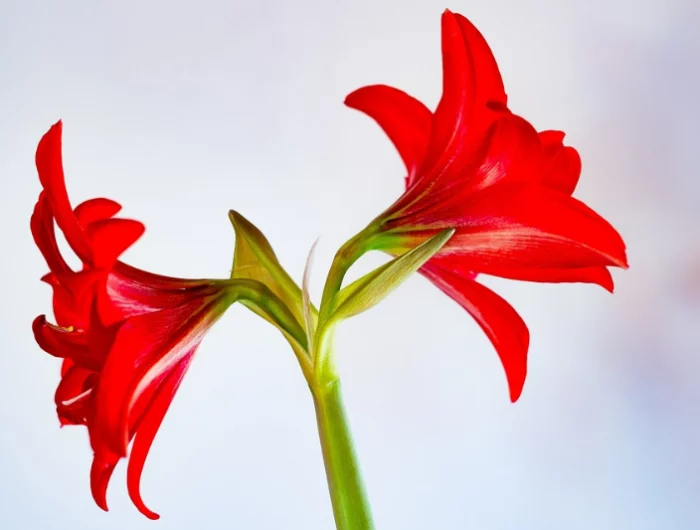 amaryllis in wachs gießen ist das noetig roter rittersporn