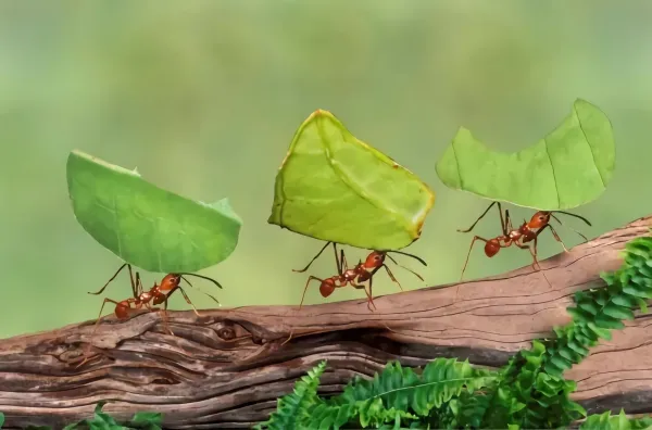 ameisen im garten bekaempfen mit hausmitteln