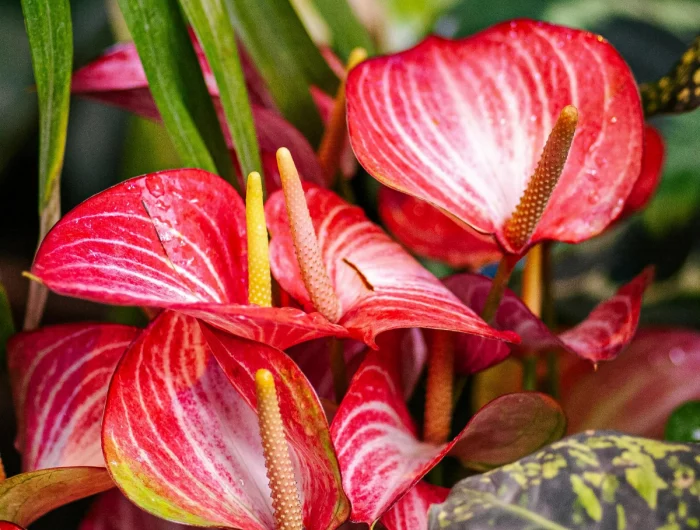 anthurie im glas pflege tropische pflanze mit roten blueten