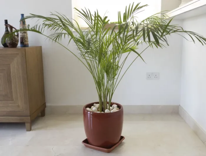 bamboo palme gegen schimmel in der wohnung luftreiniger