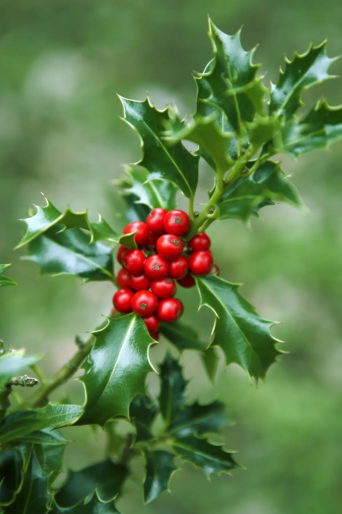 blumen zu weihnachten verschenken welche pflanze zu weihnachten schenken stechenpalme mit roten beeren