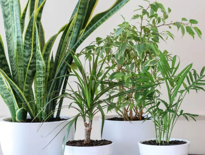 dracaena marginata pflege schluesseltipps beliebte zimmerpflanzen