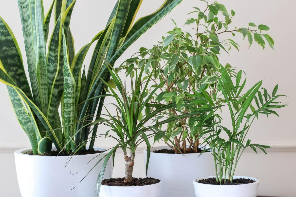 dracaena marginata pflege schluesseltipps beliebte zimmerpflanzen