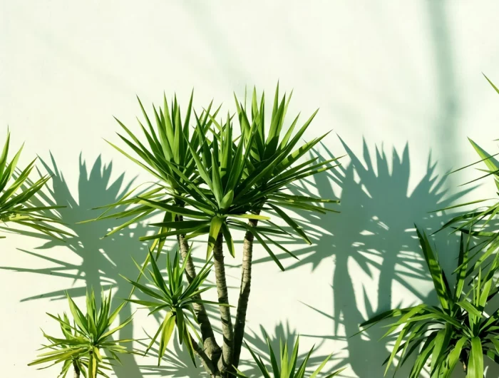 dracaena pflege tipps und tricks fuer eine gesunde pflanze