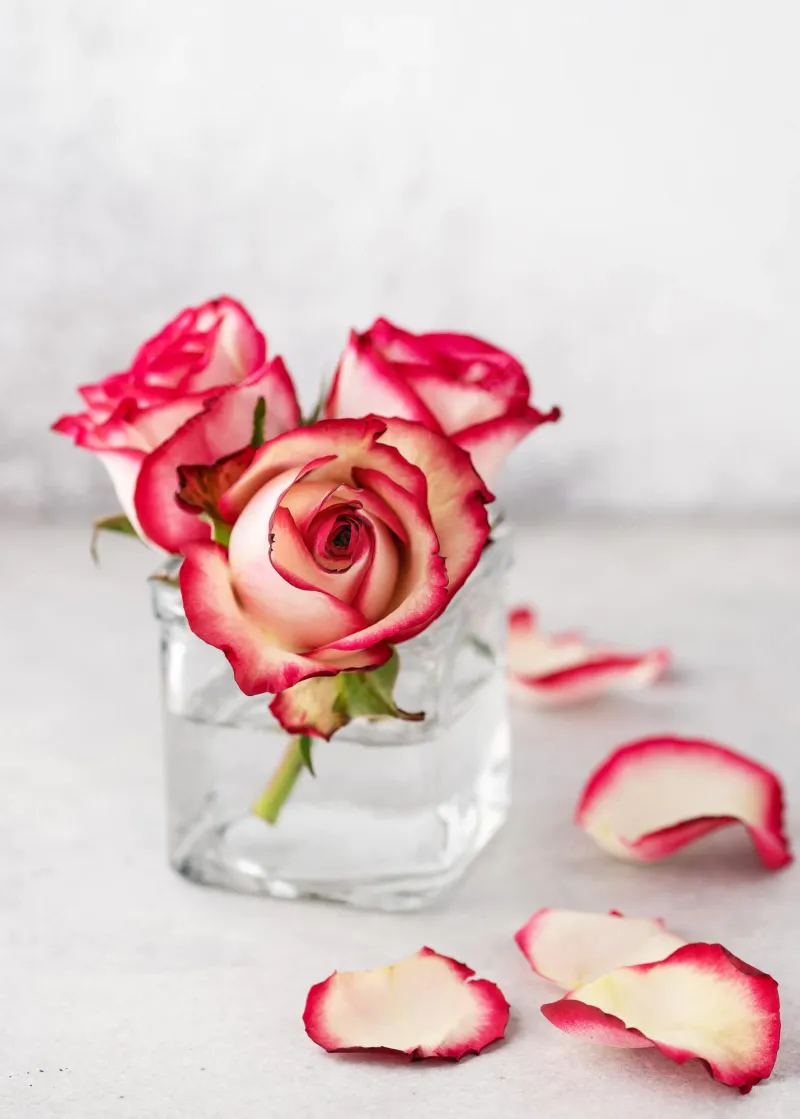drei rosen in kleiner vase rot und weiß blütenblätter