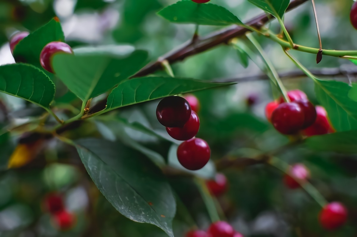 kirschsaft bei arthrose sauerkirschbaum