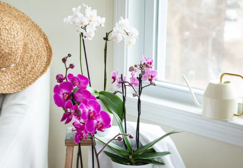orchidee gegen luftfeuchtigkeit in der wohnung
