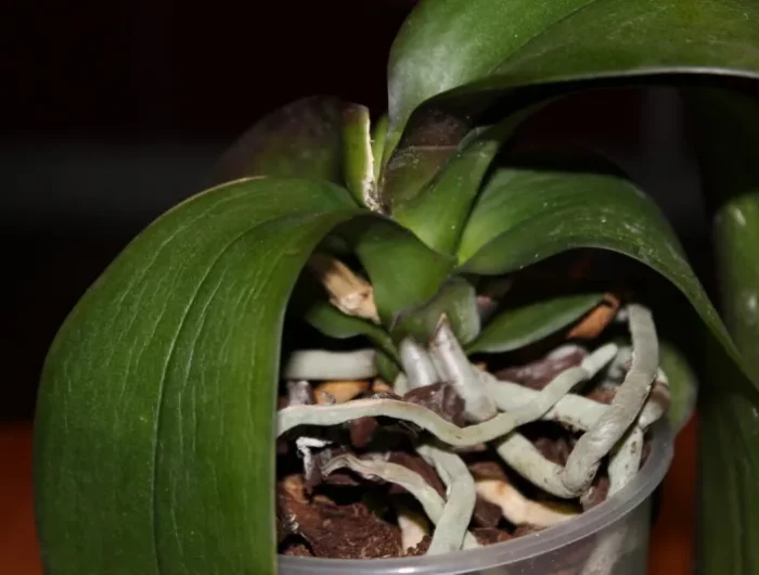 orchidee verliert blaetter