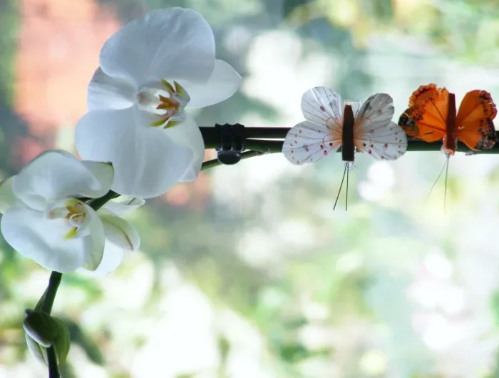orchideen mit schmuck aus papier grossaufnahme