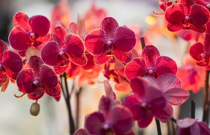 orchideen richtig pflegen anleitung