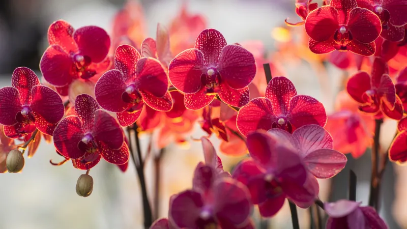 orchideen richtig pflegen anleitung
