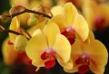 Orchidee während der Ruhephase pflegen: Mit diesen Tipps wird die nächste Blüte schöner als je zuvor
