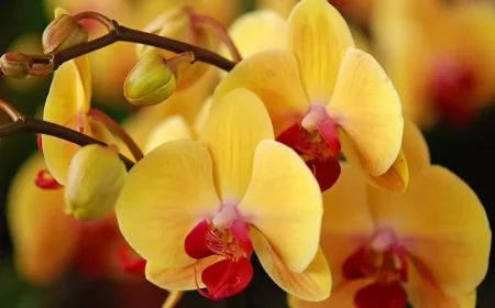 orchideen waerend der ruhephase pflegen