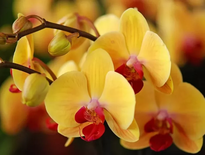 orchideen waerend der ruhephase pflegen