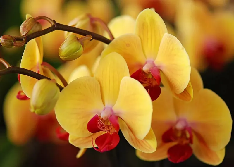 orchideen waerend der ruhephase pflegen