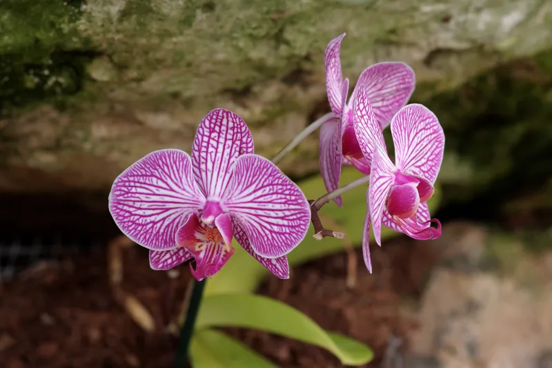 pinke orchideen grossaufnahme