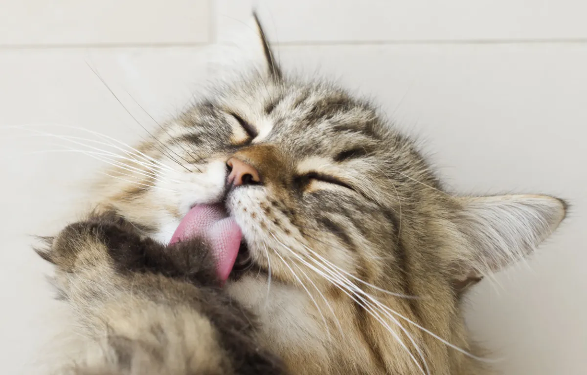 warum putzen sich katzen so oft