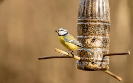 was kann man wildvoegel fuettern