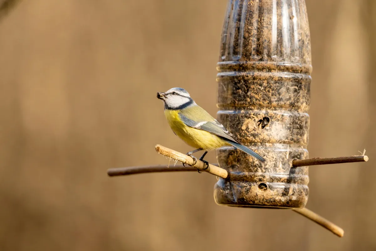 was kann man wildvoegel fuettern