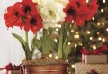 Amaryllis im Glas für Weihnachten dekorieren: So einfach geht's