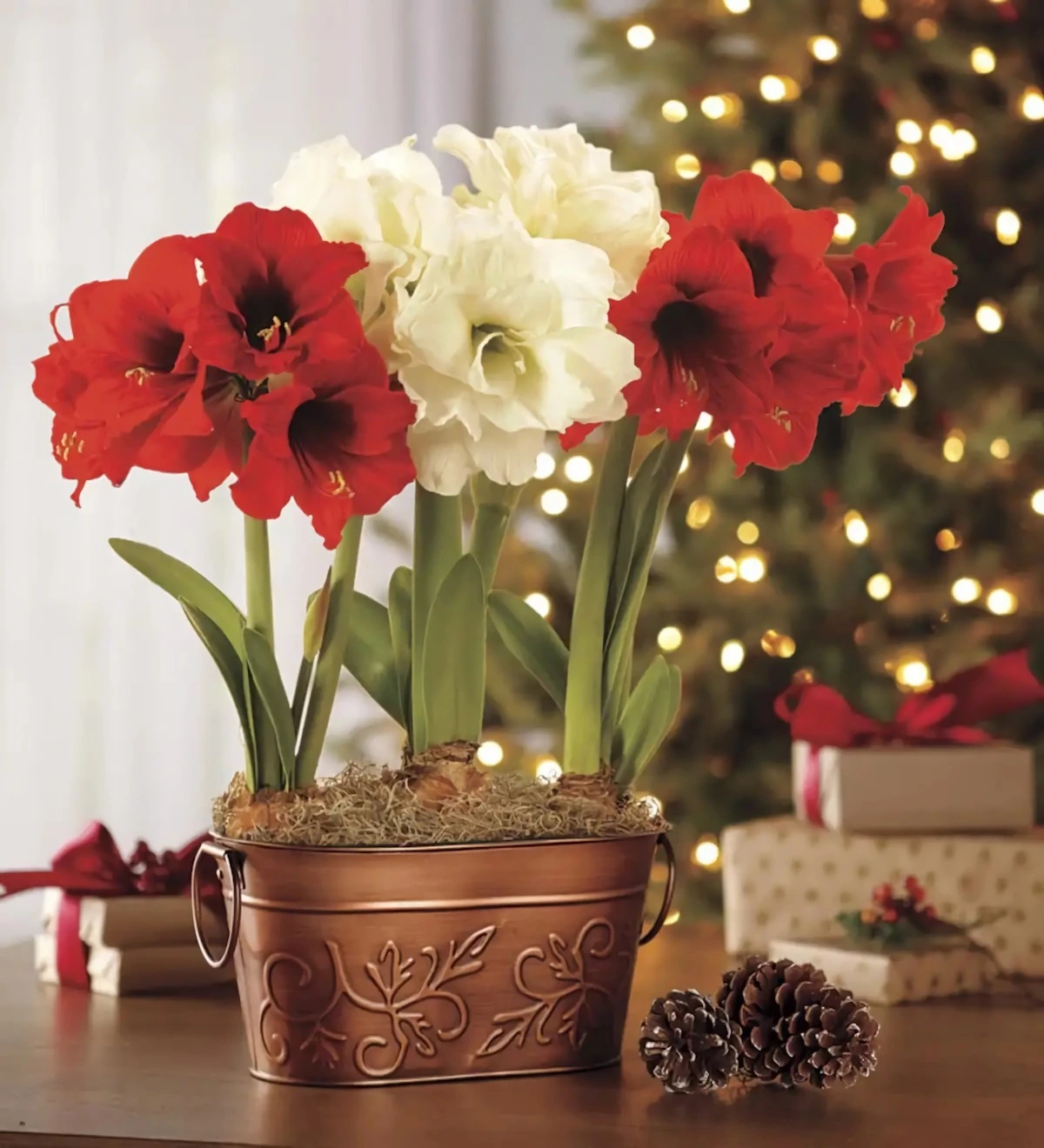 Амариллис Рождественский цветок