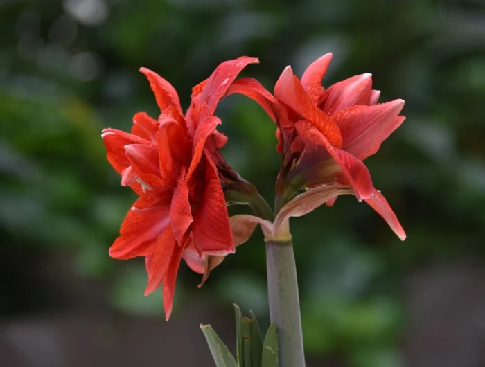 wie oft amaryllis gießen der ultimative leitfaden