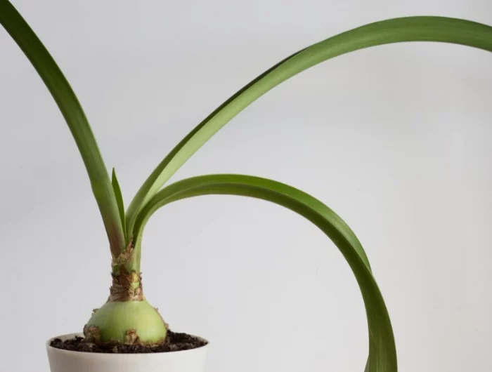 wie oft muss man eine amaryllis gießen