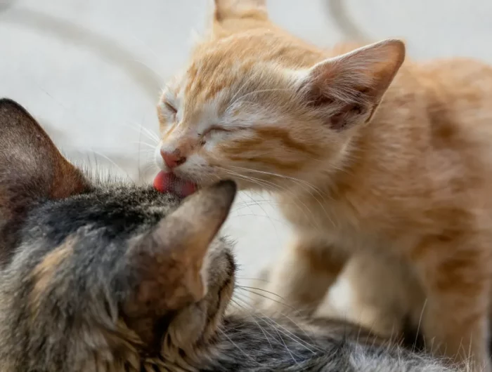 wieso putzen sich katzen gegenseitig informationen (1)