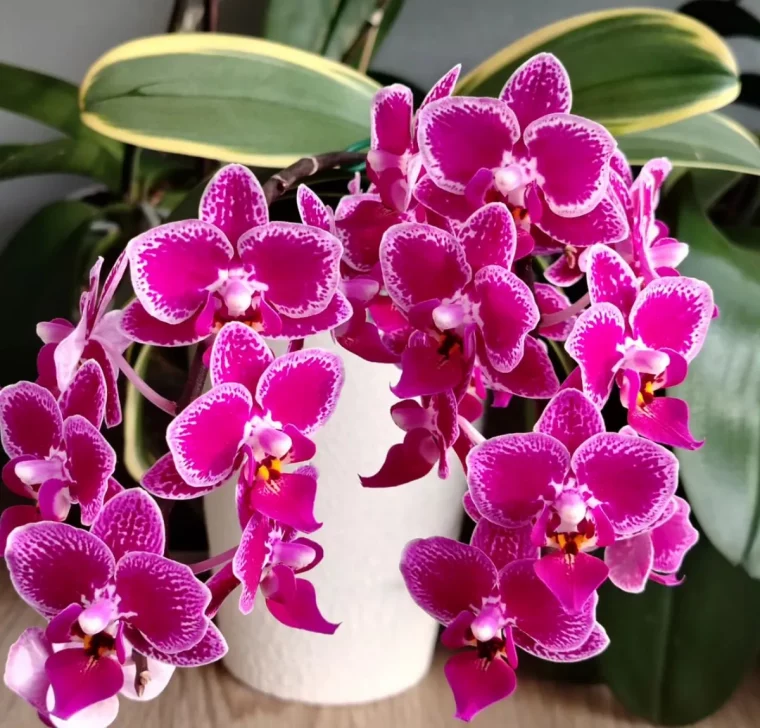 zimmerpflanzen orchidee viele violette blüten