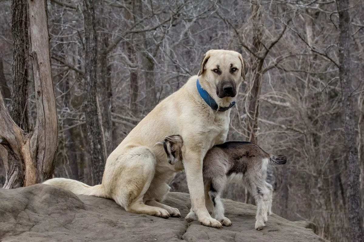 anatolischer hirtenhund beschuetzt kleine babyziege auf einem felsen stehend
