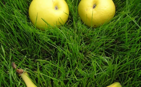 smiley aus aepfeln und bananen auf gruenem gras