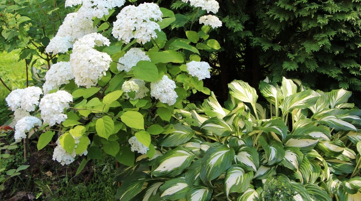 begleitpflanzen fuer funkien hortensie