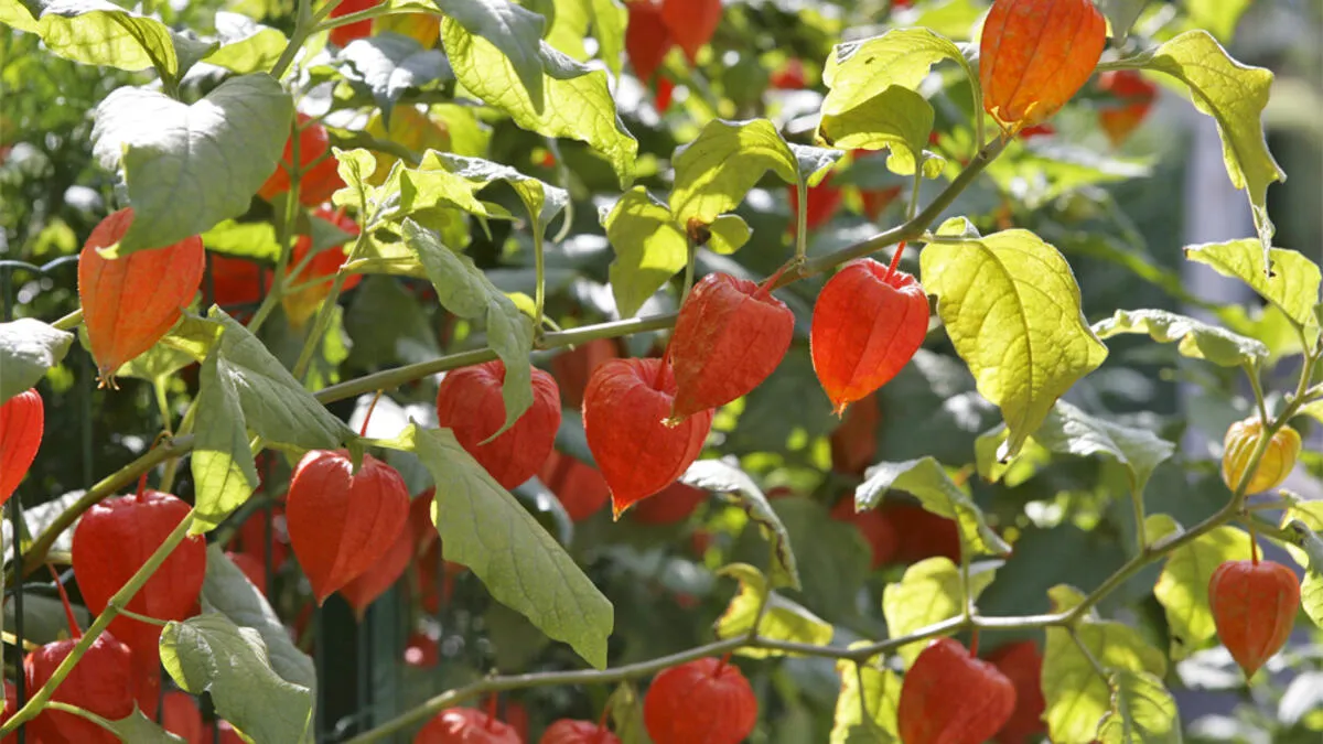 chinese lantern physalis alkekengi 01026182 florapress