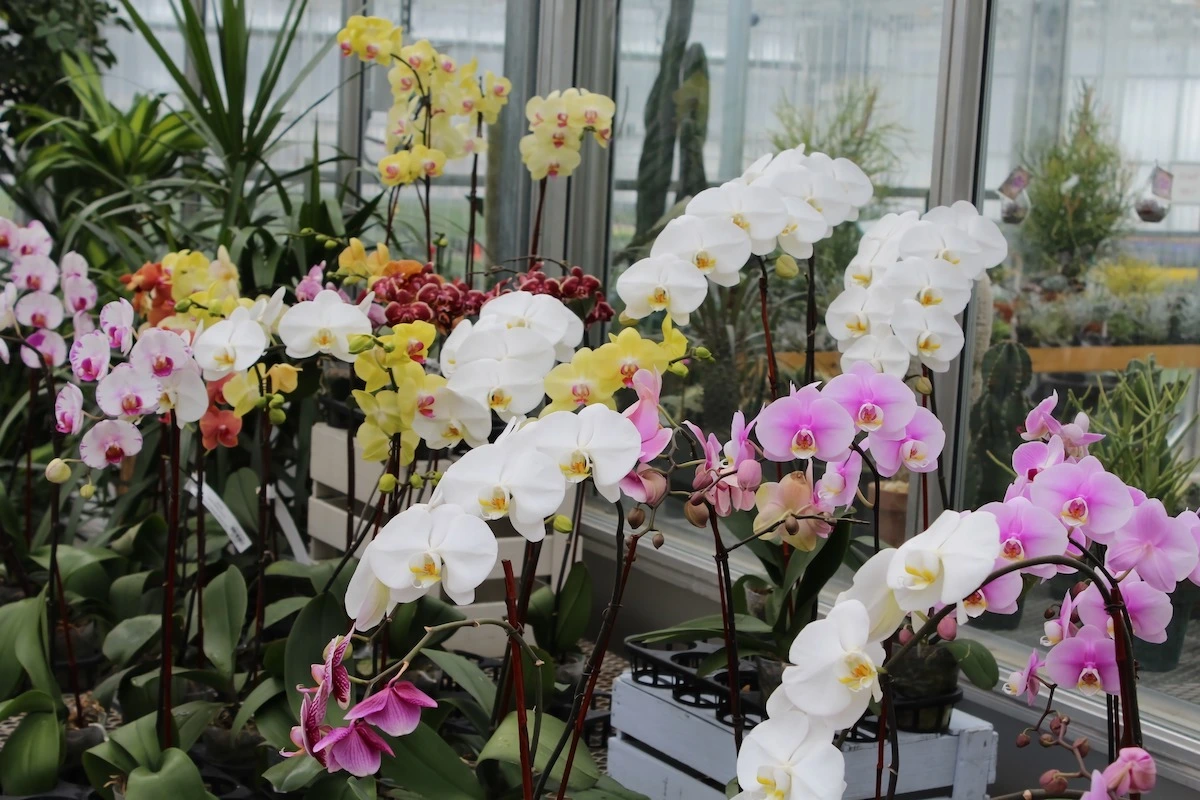 die wichtigsten regeln orchideen pflege ist hier