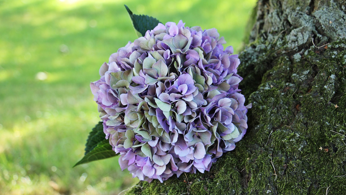 farbveraenderung hortensien magical amethyst lila
