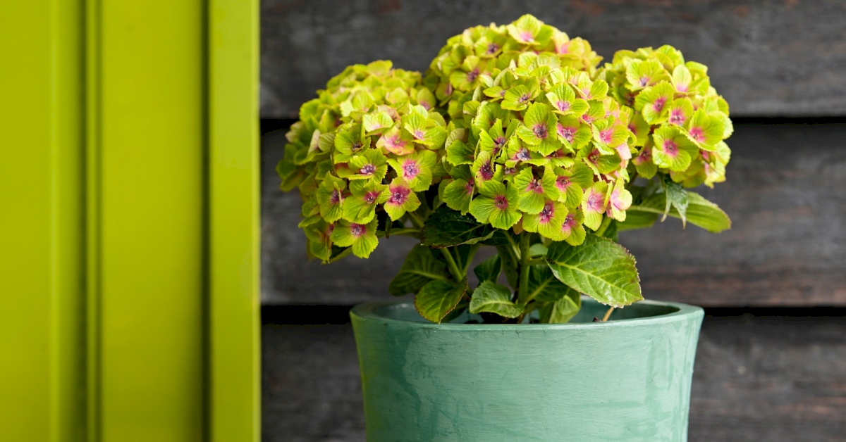 farbwechsel hortensie hydrangea magical green delight