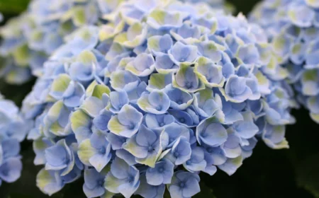 farbwechsel hortensie modifikation magical hydrangea hortensie