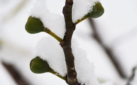 feigenbaum ausgepflanzt ueberwintern