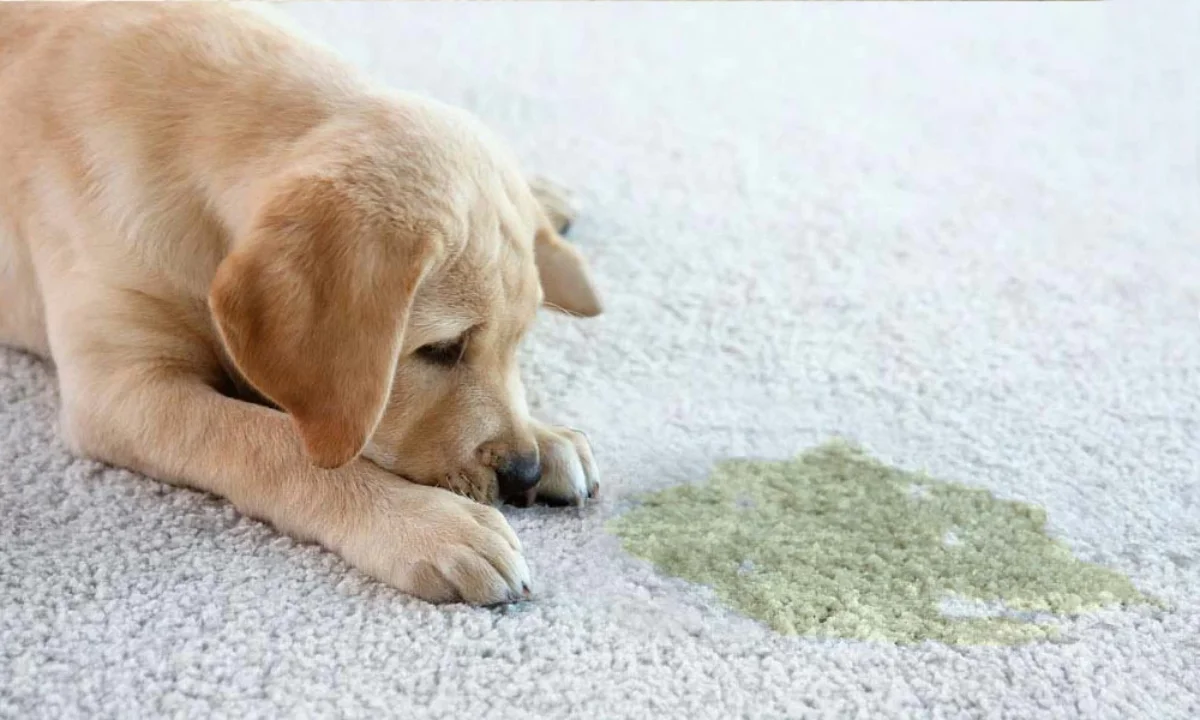 gelber labradorhund liegt auf weissem teppich mit urinfleck