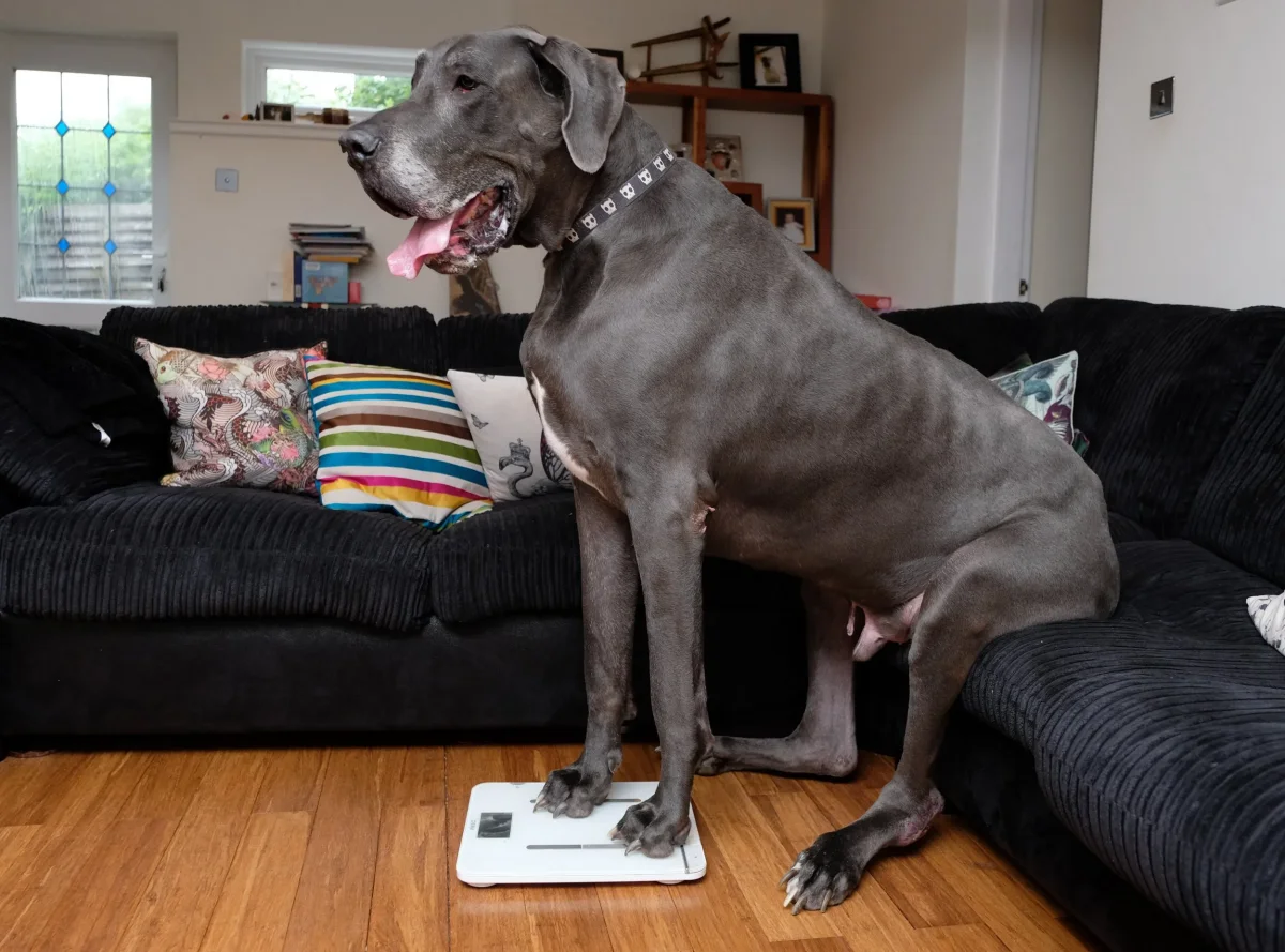großer grauer hund auf schwarzer couch sitzend und auf einer waage wiegend