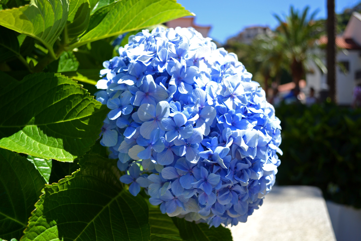 hortensien arten hydrangea macrophylla blau