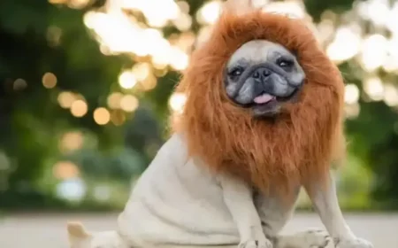 hunderasse nach stern welche hunderasse nach sternzeichen lustig mops hund mit loewen maehne