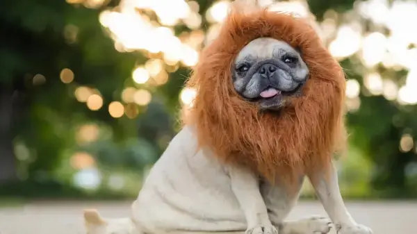 hunderasse nach stern welche hunderasse nach sternzeichen lustig mops hund mit loewen maehne