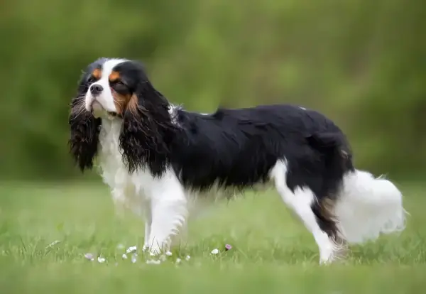 hunderasse nach sternzeichen stier hund menschen horoskop cavalier king charles spaniel steht draussen