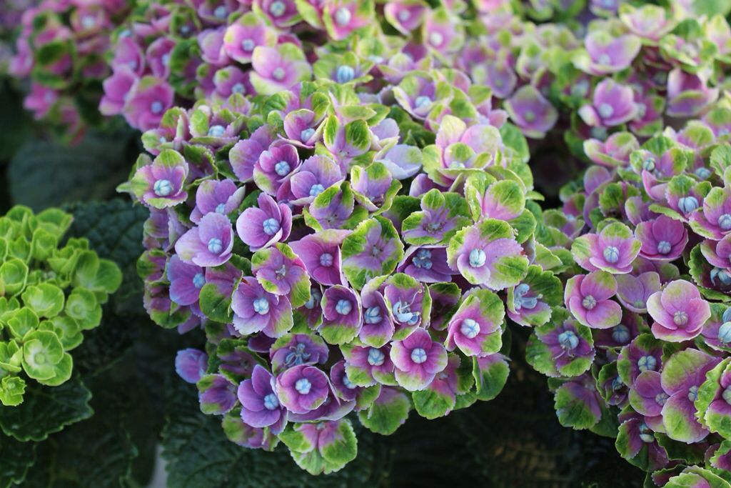 hydrangea magical amethyst farbwechselnde hortensie